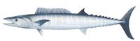 Image of: Acanthocybium solandri (peto)