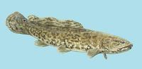 Image of: Amia calva (bowfin)