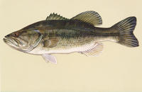 Image of: Micropterus salmoides (bigmouth bass)