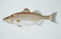 Image of: Morone saxatilis (striped sea-bass)