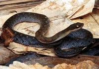 Image of: Liophis reginae