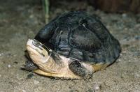 Cuora amboinensis - Malayan Box Turtle