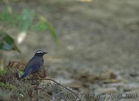 Siberian Thrush - Zoothera sibirica