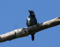 Short-tailed Starling - Aplonis minor