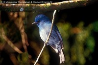 Nilgiri Flycatcher - Eumyias albicaudatus