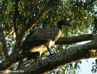 Slender-billed Vulture - Gyps tenuirostris
