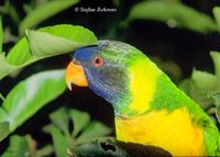 Marigold Lorikeet - Trichoglossus capistratus