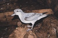 Broad-billed Prion - Pachyptila vittata