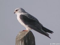 Black-shouldered Kite - Elanus caeruleus