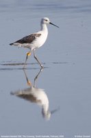 Banded Stilt - Cladorhynchus leucocephalus