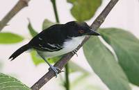 Great Antshrike (Taraba major) photo