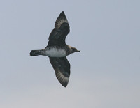 Pomarine Jaeger - Stercorarius pomarinus