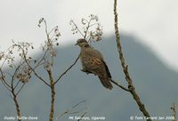 Dusky Turtle-Dove - Streptopelia lugens