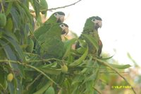 Red-shouldered Macaw - Diopsittaca nobilis