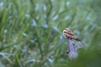 Ladder-tailed Nightjar - Hydropsalis climacocerca