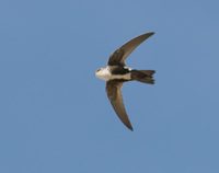 White-throated Swift - Aeronautes saxatalis