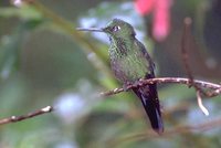 Green-crowned Brilliant - Heliodoxa jacula