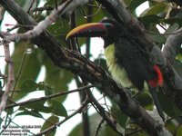 Green Aracari - Pteroglossus viridis