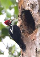 Crimson-crested Woodpecker - Campephilus melanoleucos