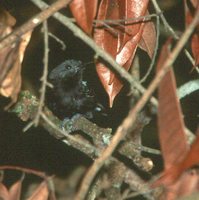 Rio Branco Antbird - Cercomacra carbonaria