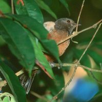 Gray-hooded Flycatcher - Mionectes rufiventris