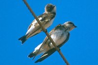 Brown-chested Martin - Progne tapera