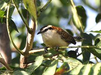 Rufous-naped Wren - Campylorhynchus rufinucha