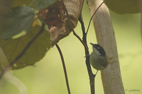 Dark-fronted Babbler - Rhopocichla atriceps