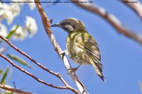 White-eared Honeyeater - Lichenostomus leucotis