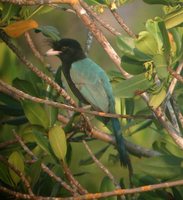 San Blas Jay - Cyanocorax sanblasianus