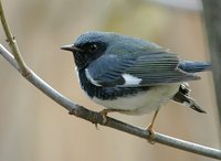 Black-throated Blue Warbler - Dendroica caerulescens