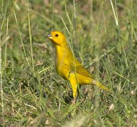 Saffron Finch - Sicalis flaveola