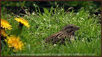 Lincoln's Sparrow - Melospiza lincolnii