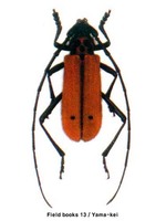 점박이주홍하늘소 - Purpuricenus spectabilis