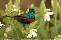 Red-chested Sunbird (Cinnyris erythrocercus)