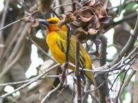 Orange Weaver, Ploceus aurantius