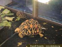 Star Tortoise, Geochelone elegans (Sri Lankan)