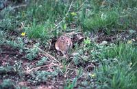 Gansu Pika (Ochotona cansus)