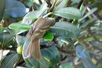 Mountain Elaenia - Elaenia frantzii