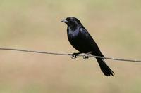 Shiny  cowbird   -   Molothrus  bonariensis   -   Vaccaro  splendente