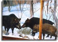 Manchurian Wild Boar, Sus scrofa ussuricus  HEUDE    대륙멧돼지