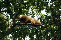 White Uakari Monkey