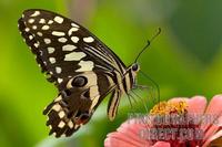 Citrus swallowtail nectaring stock photo