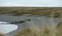The     Brent geese walk up the beach. At the right the outermost edge of the net    can be seen...