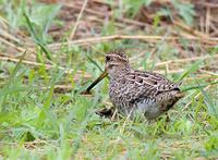 Swinhoe's or Pintail snipe C20D 02754.jpg