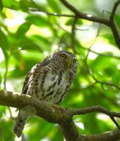 Glaucidium brodiei -- Collared Owlet 鵂鶹