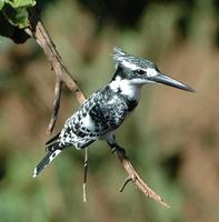 Pied Kingfisher p.222