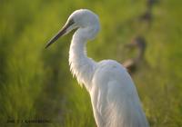 Intermediate Egrette Egretta intermedia 중백로