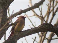 Japanese Waxwing Bombycilla japonica 홍여새