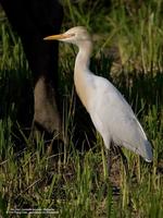 Cattle Egret (Breeding plumage)